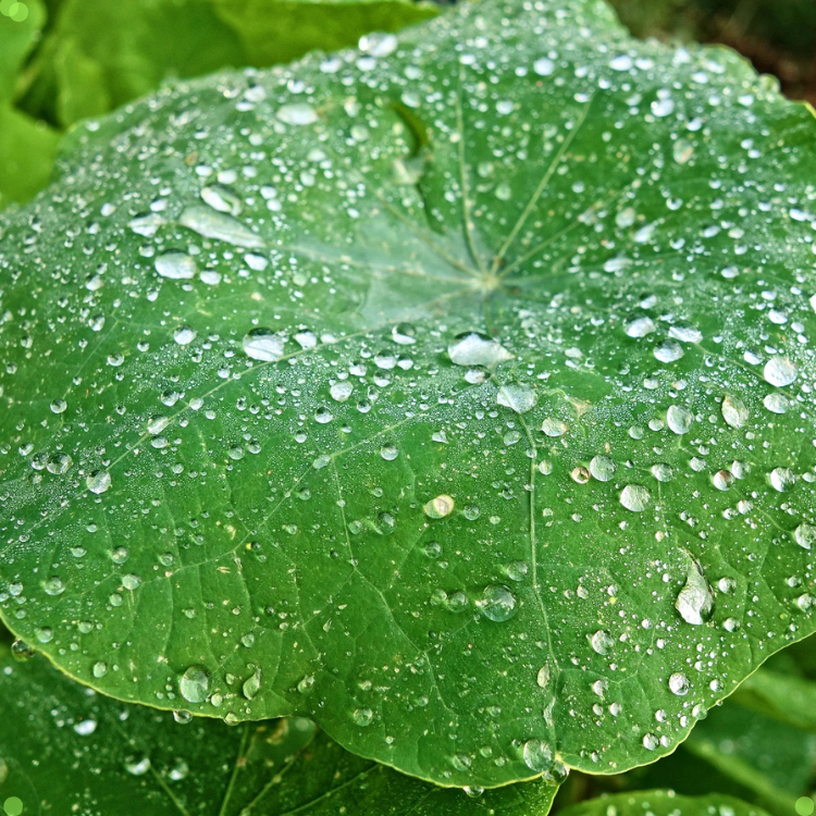 Close-up of a vibrant green leaf covered in sparkling water droplets after rain, highlighting natural beauty and plant hydration.