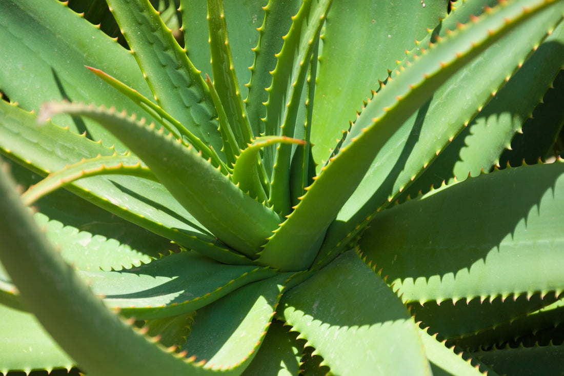 aloe vera